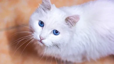 القطط-البيضاء-لماذا-هي-صماء