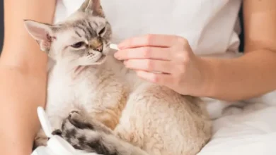 مسكنات-الألم-للقطط