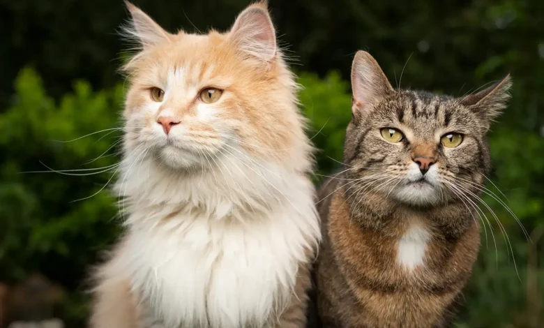 لماذا-لا-تطلب-قطتي-التزاوج؟-تحليل-شامل