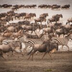 هل تهاجر الحيوانات في أفريقيا دائمًا؟