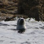 التعايش والصراع مع الأختام في اسكتلندا