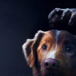 إذا كنت تحب فيلم “Good Boy”، فشاهد خمسة أفلام رعب للكلاب